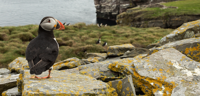 Atlantic puffin on the rocks in Noss island 2