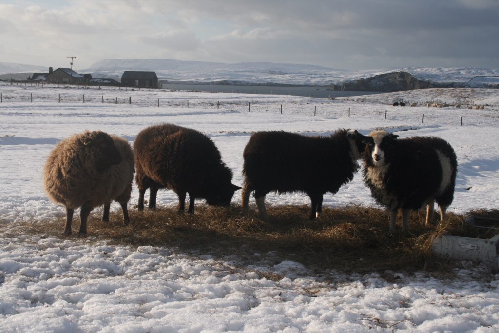 Shetland Winter