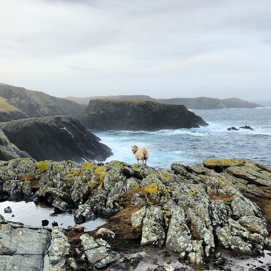 Seasons of the Shetland Crofter Competition!