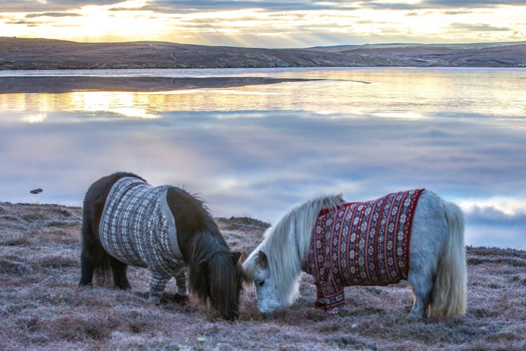 Countdown to Shetland Wool Week 2019!