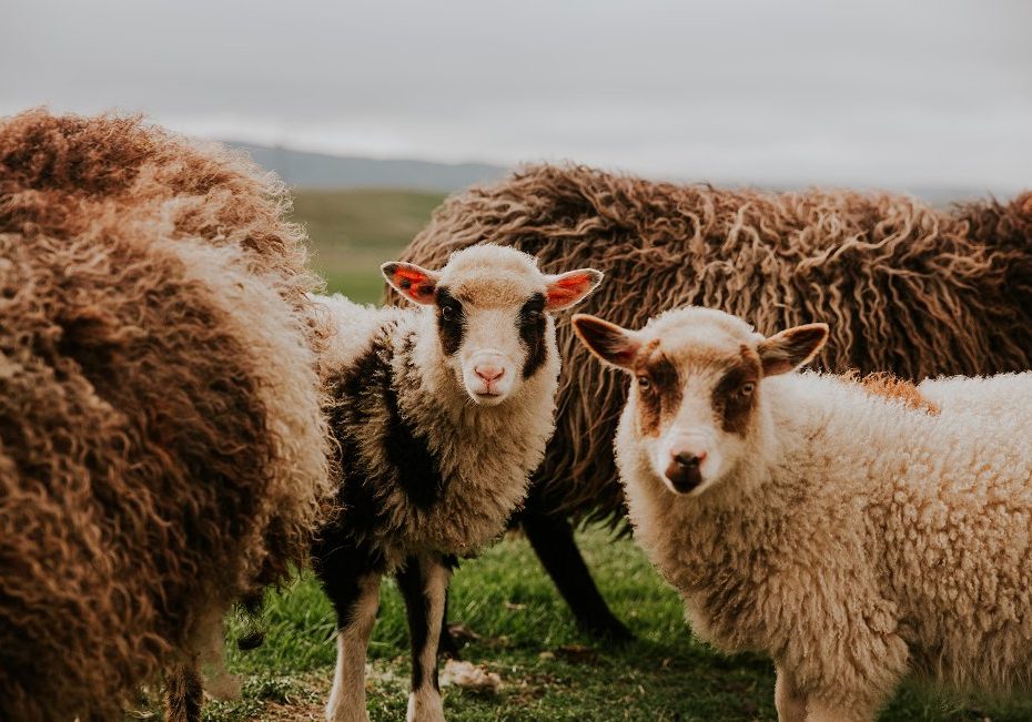 Blogs Shetland Wool Week Blogs Shetland Wool Week