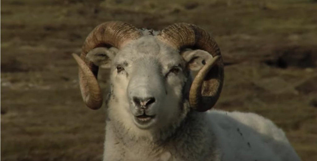 Native Shetland Sheep